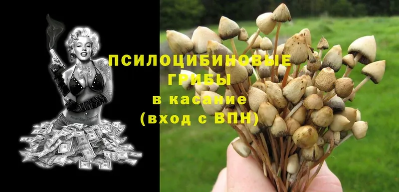 цена   Анадырь  Псилоцибиновые грибы Psilocybine cubensis 